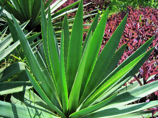 Saw palmetto plant