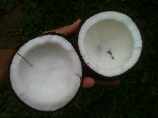 Incredible Benefits of Coconut Oil: Why Take a Coconut Oil Supplement