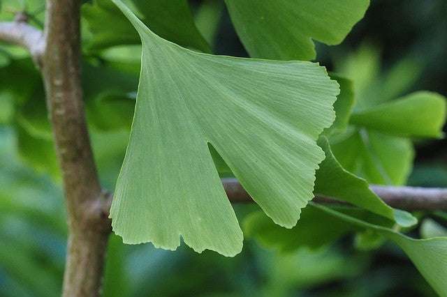 Leaf of ginkgo tree