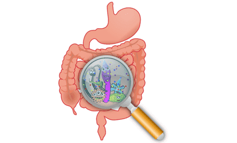 Gastrointestinal microflora zoomed