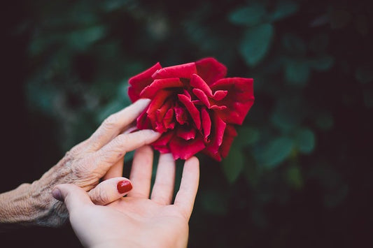A rose and two hands 