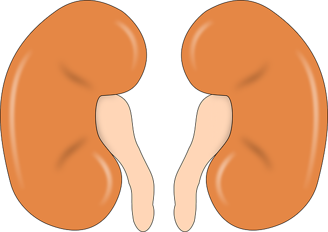 Healthy human kidneys