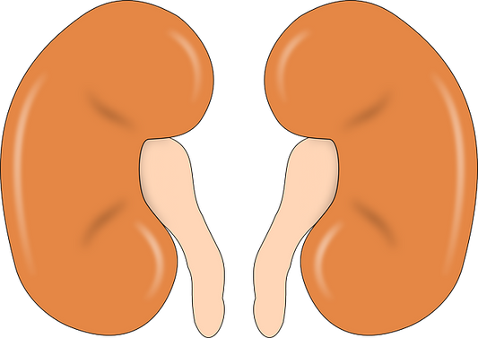 Healthy human kidneys
