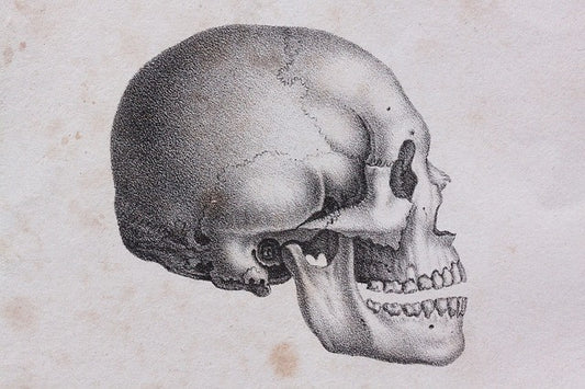 Human skull
